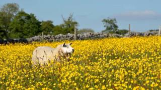 O Waly, Waly - Trad. C17 Scottish Folk Tune (arr. John Rutter)