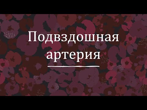 Подвздошная артерия - анатомия сердечно-сосудистой системы (ССС)