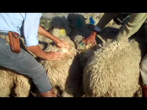 15 borregos 2D MO romney