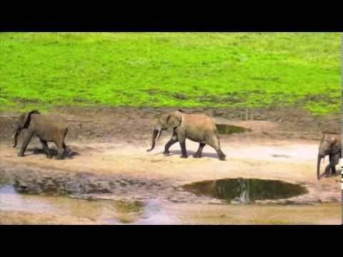 Tosiek Degutis - Adventures of a Little Elephant - Przygody Słonika