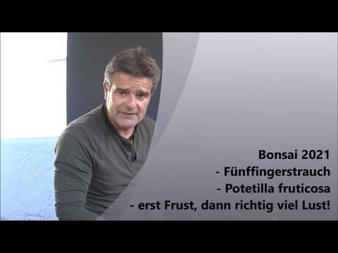 Bonsai 2021-36 - Five-finger shrub - Potentilla fruticosa - first frustration, then great pleasure!