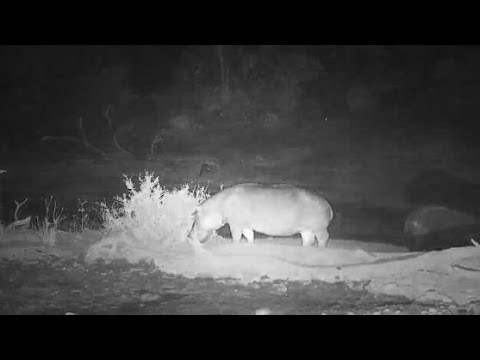 Djuma: Two Hippos arrive and one resting in mud leaves - 23:48 - 10/25/19