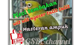 Download lagu pleci tembakan wit wit cerrr sambung tulit tulit speed rapat || cocok untuk masteran pleci bahan mp3 Download lagu pleci tembakan wit wit cerrr sambung tulit tulit speed rapat || cocok untuk masteran pleci bahan mp3