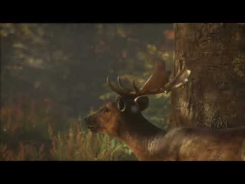 Видео № 0 из игры TheHunter Call of the Wild 2019 Edition [Xbox One]