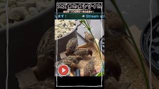 7/3スズメの食事 #癒し #birds #鳥 #かわいい #鳥好き #動物 #birdsoftiktok #birdextreme