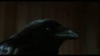 The Crow ft. Desire - Dark Angel Bird (Part 2)