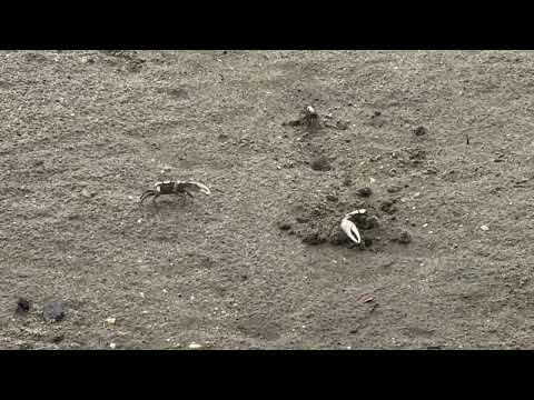 Crabby Confrontation