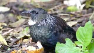 preview picture of video 'Close Up Of The Beautiful NZ Tui'