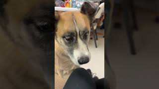 Video preview image #1 Great Pyrenees-Unknown Mix Puppy For Sale in Webster, WI, USA