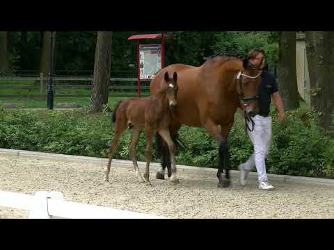 Verrezen Rutten, Fürst Zonik PS-Lord Leatherdale-Akriborie