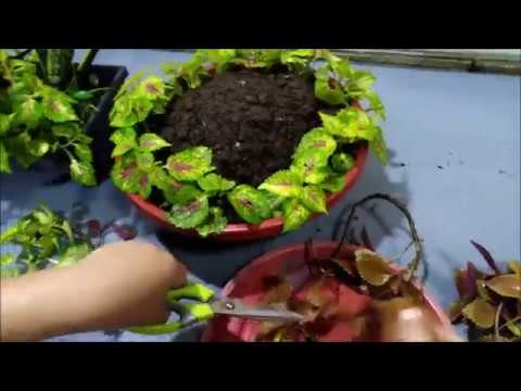 Creative Coleus Plant Ideas In A Pot (Coleus Plant Care)