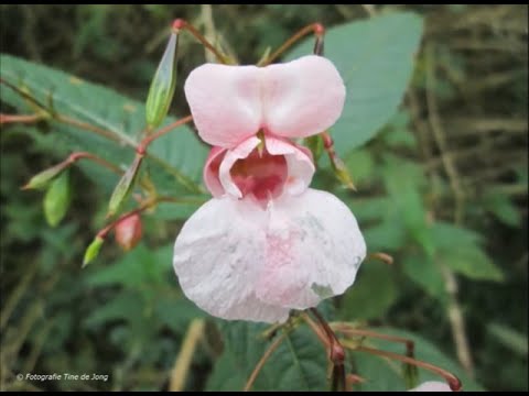 Wandelen door Recreatiepark Loetbos in de Krimpenerwaard van Tine de Jong