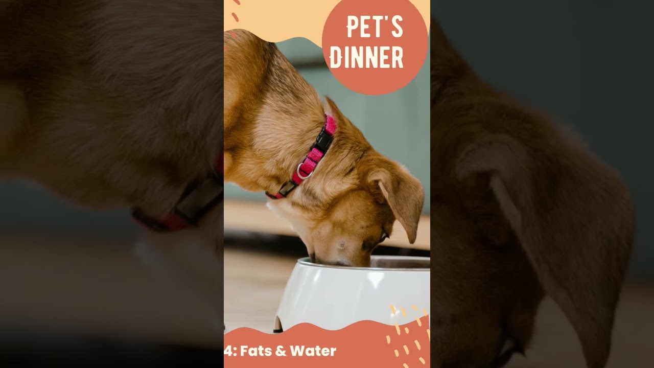 Dog's Specific Nutritional Needs #dog #pets #pet #fun #facts #in #seconds #shorts #short #youtube