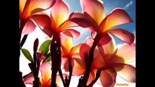 Capullito de Alheli, Caetano Veloso