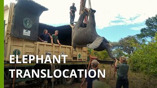 Elephants on the Move: Malawi moves 263 elephants 