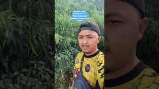 Download lagu Cabai petikan ke 11x ❗️#petani #petanimuda #kerinci #syngenta #petanimilenial #cabai #cabe #alika mp3