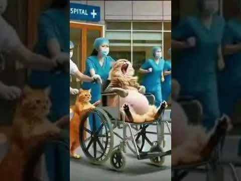 Cat pregnant #cat #cute #love #trending #Harika cooking and baby vlogs