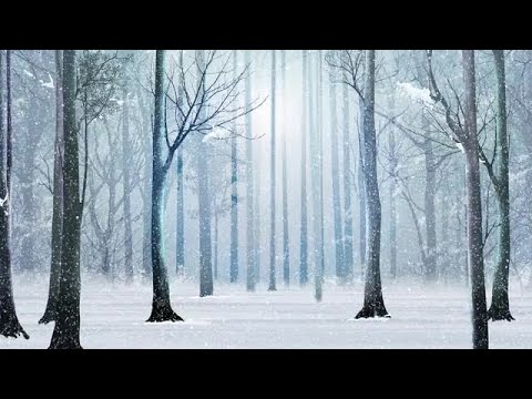 Snowy Winter Forest Stock Motion Graphics