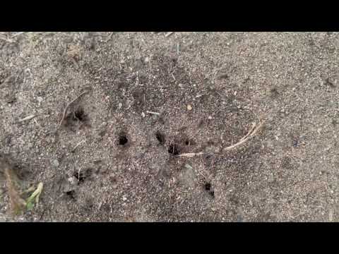 New Sod Loaded with Ants in Monroe Township, NJ