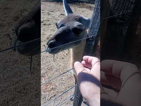 #ciervos #guanacos #ríonegro