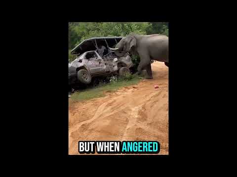 😱5 Deadly Animals You Should Never Cross Paths With 😱🐍 #Shorts