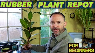 Rubber Plant Repotting Guide for Beginners: Step–By-Step Ficus Elastica Repot