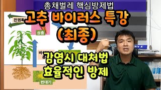 고추바이러스 특강(최종) 칼라병을 중심으로 감염시 대처법 총채벌레 핵심방제 약제방제