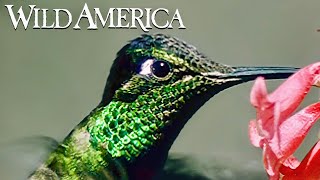 Wild America | S2 E5 Feathered Jewels | Full Episode HD #great backyard count #greatbackyardcount #bird gameplay video by alucas, 28:24 duration