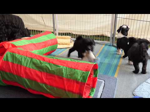 download lagu mp3 mp4 Tibet Terrier Bodensee, download lagu Tibet Terrier Bodensee gratis, unduh video klip Tibet Terrier Bodensee