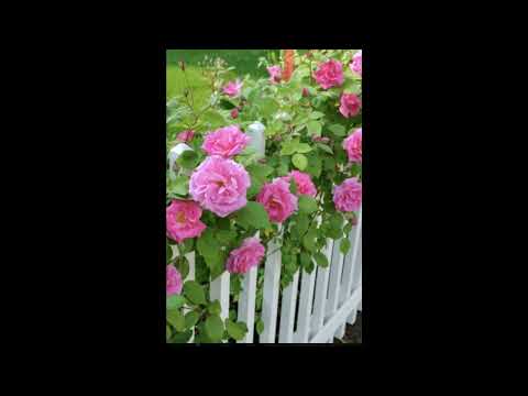 Gertrude Stein: Rat zu Rosen (1929), gelesen von Marc Mann