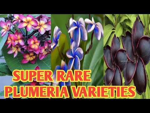 RARE PLUMERIA VARIETIES/KALACHUCHI FLOWERS @margiepulido21