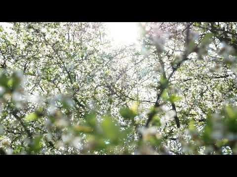 Spring, Sun Rays, Leaves, Spring Trees, Blooming Trees, Background video, 4k, VJ Loop, Video Footage