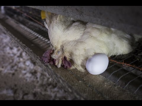 Seknidoks da un lyambliya Se è possibile per un gatto di una targa da vermi per la persona
