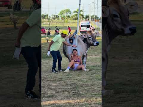 Es te a vaca es lechera #funny