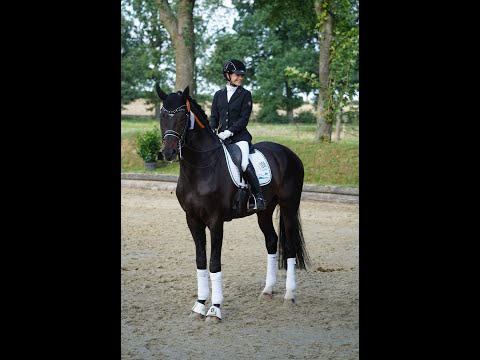 Gestüt Letter Berg, Hengst Isterberg V., erste M-Dressur, Sieg in Datteln 08-2021