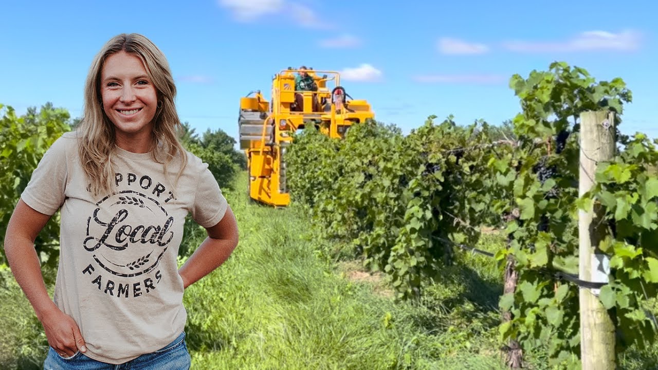Frome Vine to Wine -  Grape Harvest