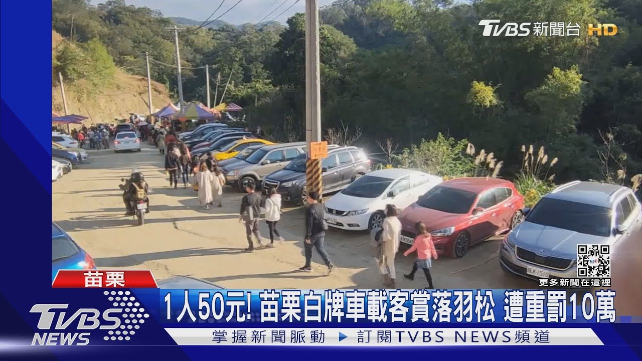 1人50元!苗栗白牌車載客賞落羽松 遭重罰10萬
