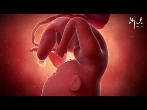 35 Weeks of Pregnancy | Third Trimester | Fetal Stage
