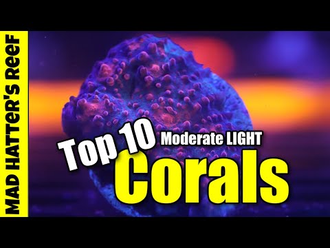 Top 10 Moderate LIGHT Corals