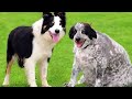 15 FATTEST Animals Ever Seen