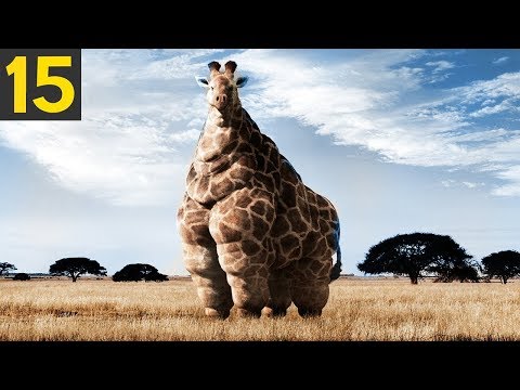 15 fattest animals