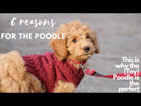 6 Reasons for a (Toy) Poodle | Advantages of the poodle