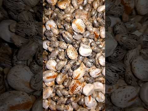 How to make castor oil at home//Massive hair growth oil #haircare #castoroil #growth.