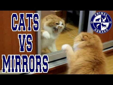 Cats vs Mirrors - cats fighting, dancing and moving to their reflection