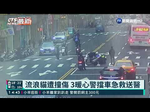 流浪貓遭撞傷 3暖心警擋車急救送醫