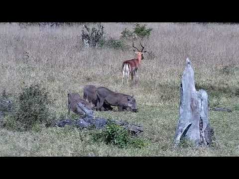 Djuma: Warthogs, Impala and Nyala bull  - 13:07 - 07/17/2022