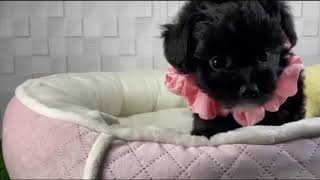 ハーフ犬の動画01