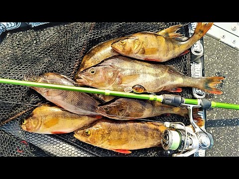 AHVENEN KALASTUS VAAPULLA JA KOVILLA VIEHEILLÄ