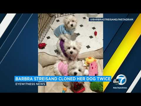 Barbara Streisand reveals she cloned her dead dog twice | ABC7