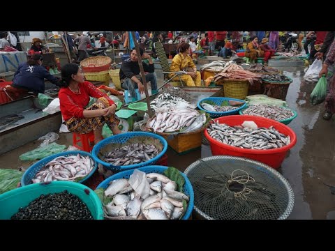 The Big Site Distribute SeaFood & Fish - Morning Daily LifeStyle of Vendors Selling Fish, SeaFood...